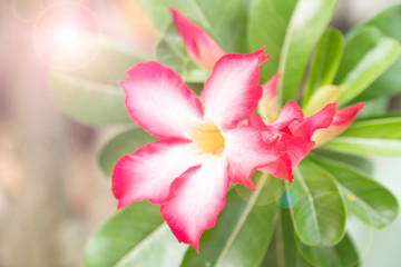 Impala Lily, Pink Bignonia