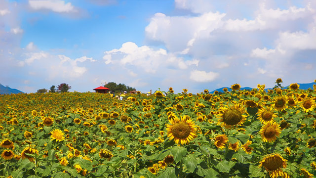 Sunflower Blooming In Gangju Village, HamAn County, South Korea, Asia