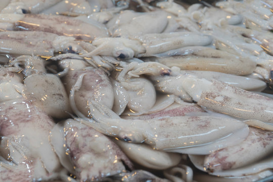 Squid in fresh market, Sea Food.