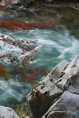 川の急流の上の紅葉