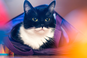 Cat in a bag with a colourful background