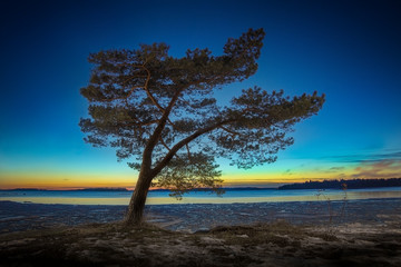 Fototapeta na wymiar Isolated tree after dusk