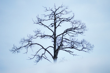 Old dead tree during winter 