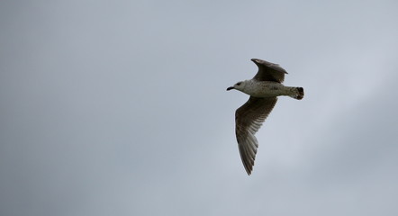 seagull in flight, copy space