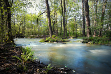 Colourful river flowing through woodlands