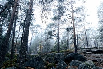 Eerie forest filled with mist