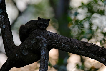 Raccoon, Procyon lotor, hidden in the green forest vegetation in National Park Manuel Antonio, Costa Rica. Wildlife scene from tropic nature. Animals in the dark forest. Cute raccoon on the tree.