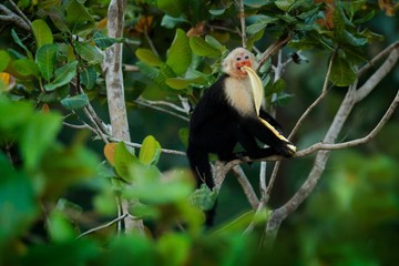Monkey with banana. Black monkey hidden in the tree branch in the dark tropical forest. White-headed Capuchin, feeding fruits. Animal in nature habitat, wildlife of Costa Rica. 