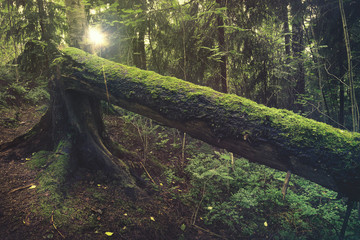 Old fallen mossy tree in a forest during sunset