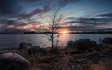 Tree with sun setting behind 
