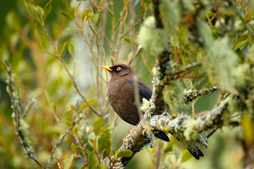 Clay-colored Robin, Turdus grayi, large thrush endemic to highlands of Costa Rica and Panama. Exotic rare tropical thrush bird in the nature habitat, dark green forest, Costa Rica. Wildlife jungle.