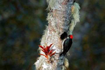 Acorn Woodpecker, Melanerpes formicivorus. Beautiful bird sitting on the green and orange lichen branch, nesting hole. Birdwatching in America. Woodpecker from Costa Rica mountain forest.