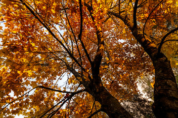 Colourful tree photographed from below during autumn