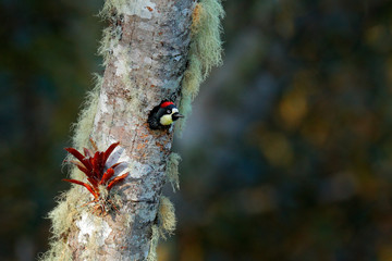 Acorn Woodpecker, Melanerpes formicivorus. Beautiful bird sitting on the green and orange lichen branch, nesting hole. Birdwatching in America. Woodpecker from Costa Rica mountain forest.