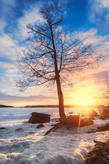 Tree with flaring sun in the background