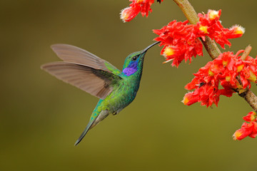Hummingbird with pink bloom in forest habitat. Green Violet-ear, Colibri thalassinus, flying in the nature tropical wood habitat, red flower, Tapanti NP, Costa Rica. Wildlife scene from jungle. © ondrejprosicky