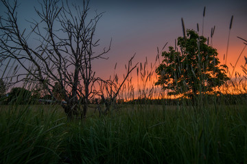 A dead and alive tree during dusk
