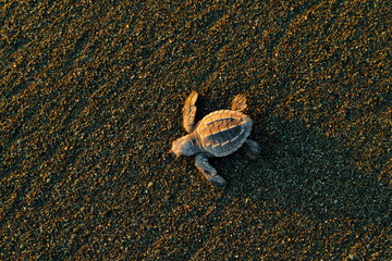 Loggerhead Sea Turtle, Caretta caretta, evening birth on the sand beach, Corcovado NP, Costa Rica. First minute of live, small turtles running to the sea water. Young tortoise born in wild, sunset.