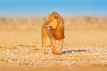 Printed kitchen splashbacks Lion Lion walk. Portrait of African lion, Panthera leo, detail of big animals, Etocha NP, Namibia, Africa. Cats in dry nature habitat, hot sunny day in desert. Wildlife scene from nature.