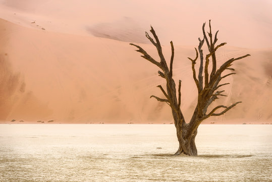 Dead tree in Deadvlei, Namib-Naukluft National Park, Namibia © Eric Middelkoop