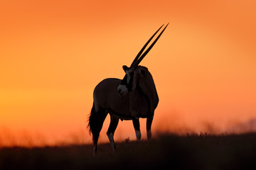 Oryx with orange sand dune evening sunset. Gemsbock large antelope in nature habitat, Sossusvlei, Namibia. Wild desert. Gazella beautiful iconic gemsbok antelope from Namib desert, sunrise Namibia.