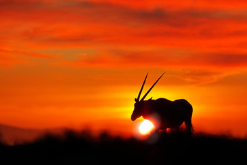 Oryx with orange sand dune evening sunset. Gemsbock large antelope in nature habitat, Sossusvlei, Namibia. Wild desert. Gazella beautiful iconic gemsbok antelope from Namib desert, sunrise Namibia.