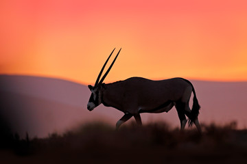 Oryx with orange sand dune evening sunset. Gemsbock large antelope in nature habitat, Sossusvlei,...
