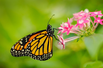 Monarch, Danaus plexippus, butterfly in nature habitat. Nice insect from Mexico. Butterfly in the green pink forest. Detail close-up portrait of beautiful orange insect. Wildlife scene from nature.