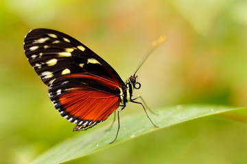 Fototapeta na wymiar Butterfly Heliconius Hacale zuleikas, in nature habitat. Nice insect from Costa Rica in the green forest. Butterfly sitting on the leave from Panama. Wildlife in the forest. 