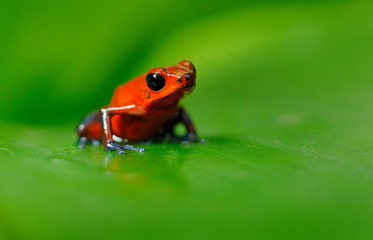 Red Strawberry poison dart frog, Dendrobates pumilio, in the nature habitat, Nicaragua. Close-up portrait of poison red frog. Rare amphibian in the tropic. Wildlife jungle. Frog in the forest.
