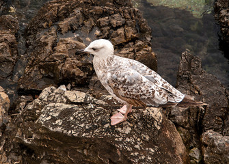 Seagull on the rocks.