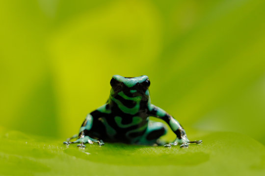 Green Black Poison Dart Frog, Dendrobates auratus, in nature habitat. Beautiful motley frog from tropic forest in South America. Animal Amazon. Poison frog from Amazon tropic forest, Costa Rica.