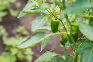 Padron peppers in its plant, typical of Galicia