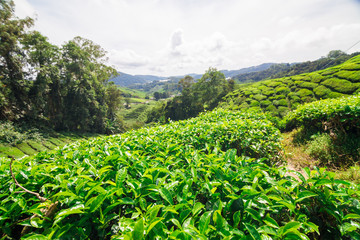 Green tea plantation field on high mountain