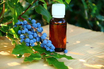 Mahonie   Heilkraeuter