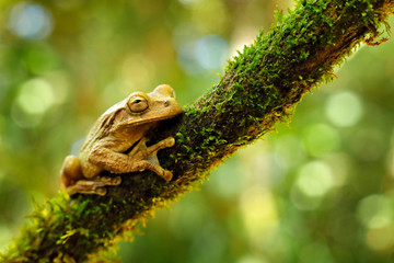 Amphibian in the tropic forest habitat. Frog in the gren nature. Masked Smilisca, Smilisca phaeota, exotic tropical green frog from Costa Rica, close-up portrait. Wildlife scene from nature.