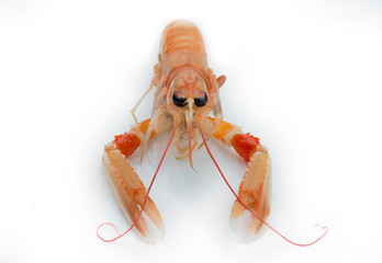 close-up of a Galician Cigala on white background