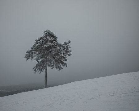A lonesome tree at the top of the hill