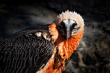 Bearded Vulture, Gypaetus barbatus, detail portrait of rare mountain bird in rocky habitat in Spain. Close-up portrait of beautiful mountain bird, Europe, sitting on the nest in stone rock.