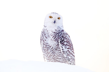 Snowy owl sitting on the snow in the habitat. Cold winter with white bird. Wildlife scene from nature, Manitoba, Canada. Owl on the white meadow, animal behaviour.