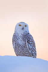 Snowy owl sitting on the snow in the habitat. Cold winter with white bird. Wildlife scene from nature, Manitoba, Canada. Owl on the white meadow, animal behaviour.