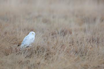 Snowy owl, Nyctea scandiaca, rare bird flying on the sky, forest meadow in the bacjground. winter...