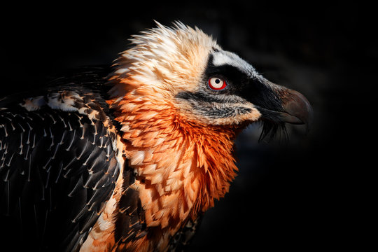 Bearded Vulture, Gypaetus barbatus, detail portrait of rare mountain bird in rocky habitat in Spain. Close-up portrait of beautiful mountain bird, Europe, sitting on the nest in stone rock.