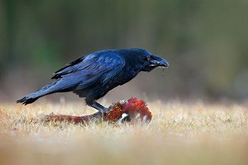 Raven with kill pheasant carcass on the forest meadow. Black bird raven with dead Common Pheasant. Feeding behaviour scene from nature. Black bird from Germany. Raven, bird widlife in Europe.