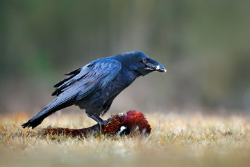 Raven with kill pheasant carcass on the forest meadow. Black bird raven with dead Common Pheasant. Feeding behaviour scene from nature. Black bird from Germany. Raven, bird widlife in Europe.