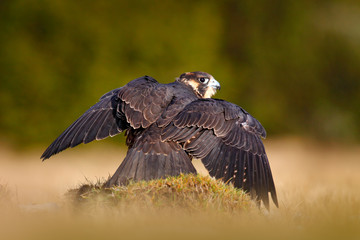Falcon with caught kill Pheasant. Beautiful bird of prey feeding on killed big bird on the green mossy rock with dark forest in background. Peregrine bird carcass on forest meadow. Wildlife behaviour.