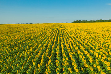 Summer yellow flowers beautiful field. Areal view summer field flowers
