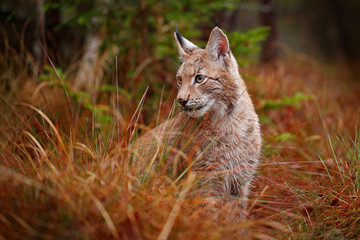 Eurasian lynx walking. Wild cat from Germany. Bobcat among the trees. Hunting carnivore in autumn grass. Lynx in green forest. Wildlife scene from nature, Czech, Europe.