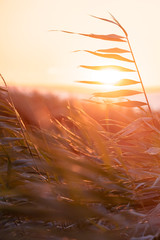 Sunset at lake balaton bautiful evening sunlight with reeds, fonyód, hungary balatonfenyves,...