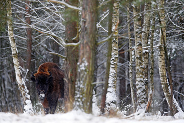 European bison in the winter forest, cold scene with big brown animal in the nature habitat, snow on the trees, Poland. Wildlife scene from nature. Big brown bizon cold witer with snow. © ondrejprosicky